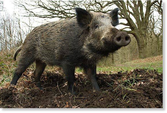 中国新农人对西班牙野猪入侵马德里的一点建议
