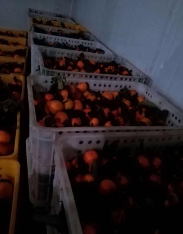 今年的砂糖橘市场岌岌可危,经济作物成为了杀