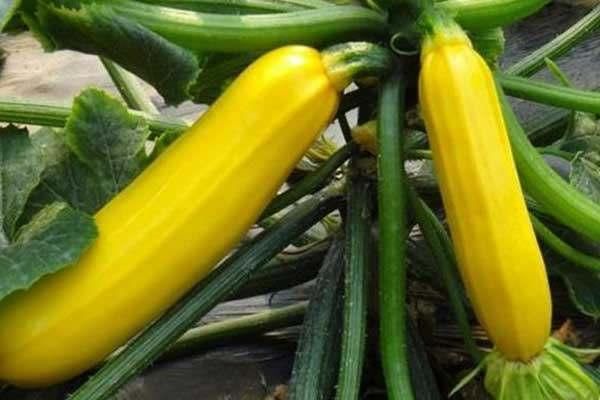 南瓜品种却叫做香蕉西葫芦, 售价十块钱一斤, 你
