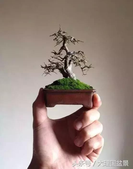 把盆景玩弄于股掌之上