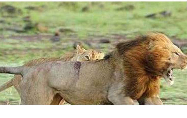 狮子舔伤口的图片图片