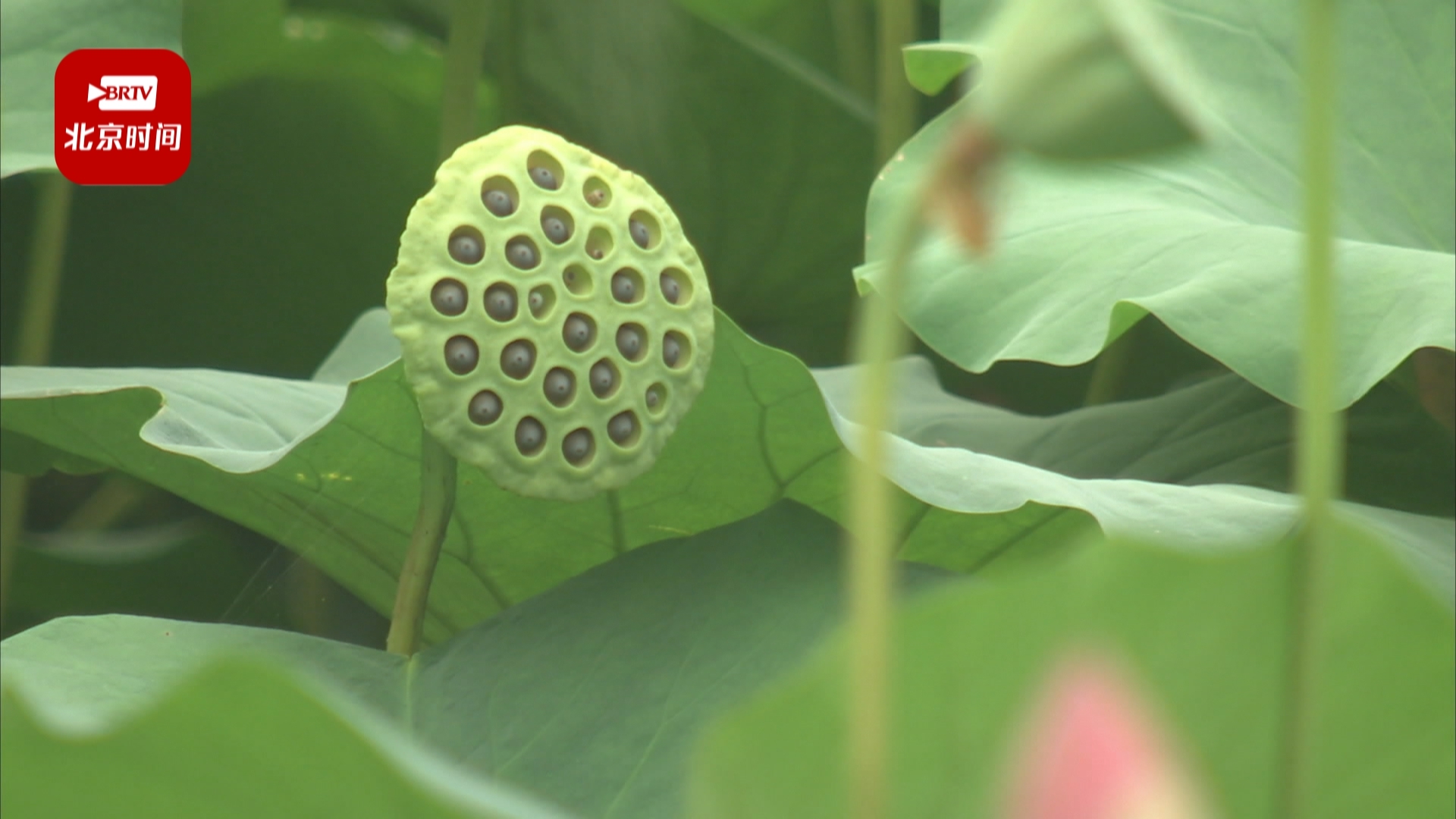 立秋养生：这样做可以消暑气祛湿气