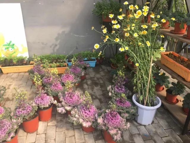 茼蒿能开花，冰菜可以做盆栽！蔬菜启发了园艺新思路