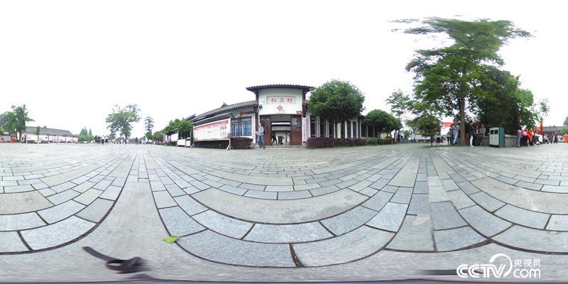 【汶川地震十年】千年红豆树 震后发新枝 【汶川地震十年】千年红豆树 震后发新枝