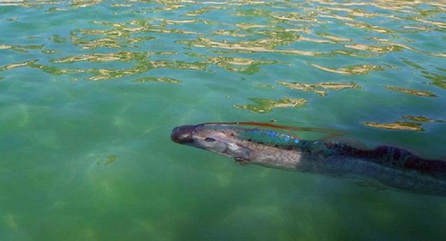 直击深海"龙王"被捕,"龙王"得出现还经常伴有地震的发生!