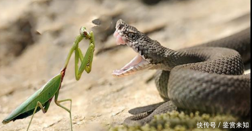 螳螂大战毒蛇,结果却让人意想不到