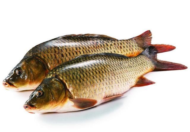 中国知名四大淡水鱼 鲫鱼草鱼鲢鱼不在榜单内