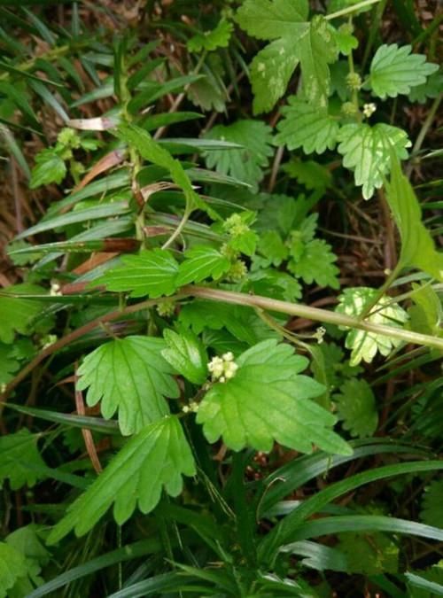 你认识地蔪草吗?有人说它是痔疮的克星,你相信