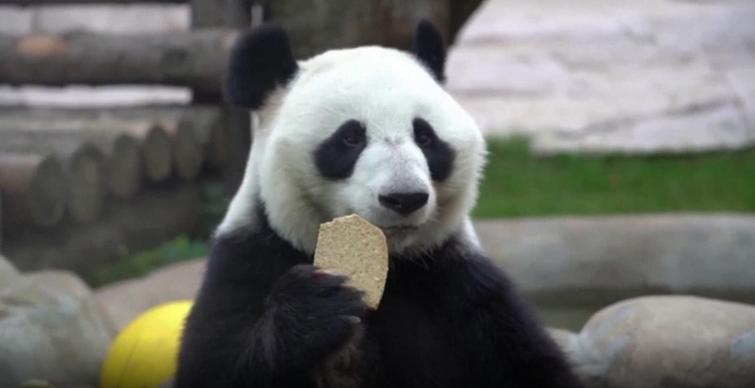 俄罗斯表情包熊猫图片