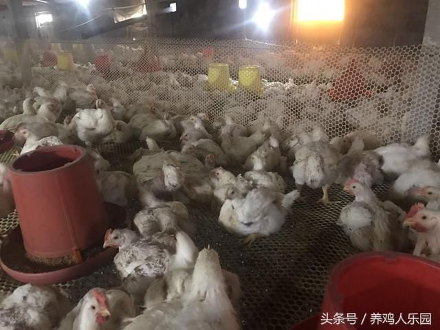 养鸡秘诀养鸡常用的退烧药,小药方解决大问题