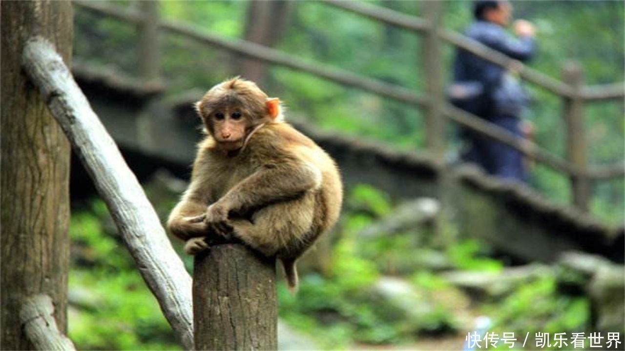峨眉山猴子最怕的东西!有了它,再不用怕这群土