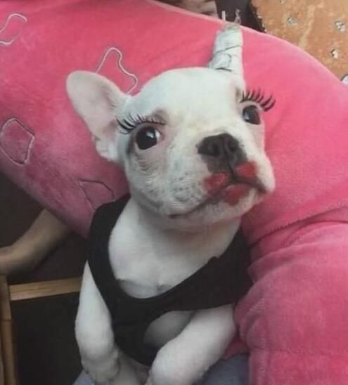 搞笑gif:这头猪真享福,住着豪华单间