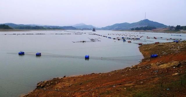 水库矶竿钓鱼技巧,鱼口我们该怎样识别?