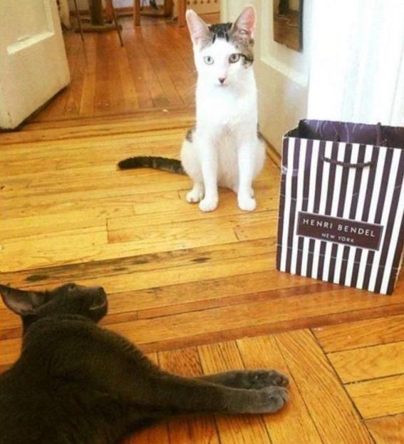 楼上搬家连猫砂盆带猫全丢了,带小家伙回家,家