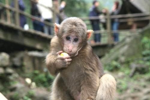 峨眉山上的猴子成精了,美女想要靠前跟它玩,