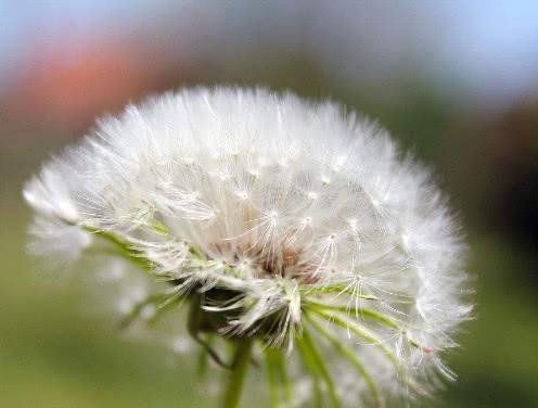 医生:蒲公英这样泡着喝,连喝一周肾脏变强,肝都