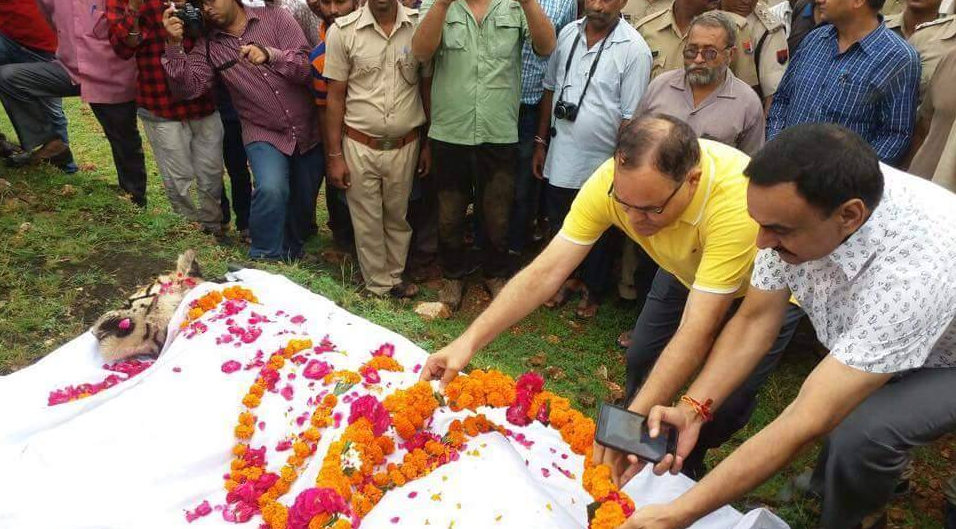 印度"老虎女王"去世 民众举办盛大火葬仪式