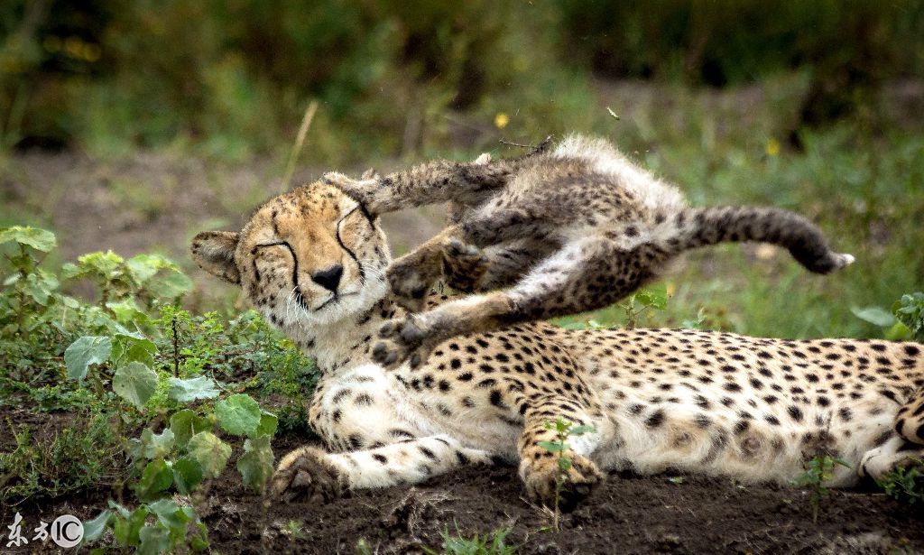 老虎被骑在头上,猴子被揪尾巴,狮子被咬,猛兽被