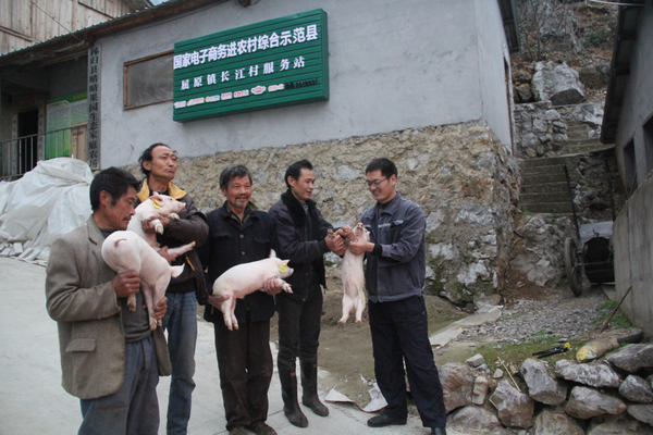晴晴果园农场主:免费为帮扶对象送仔猪
