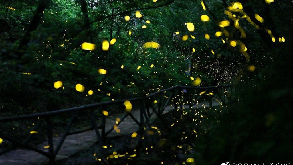 江苏句容:宝华山流萤飞舞 美如童话 江苏句容:宝华山流萤飞舞 美如童话