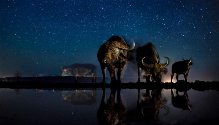 【图赏】非洲大陆难得一见，夜幕下出没的动物