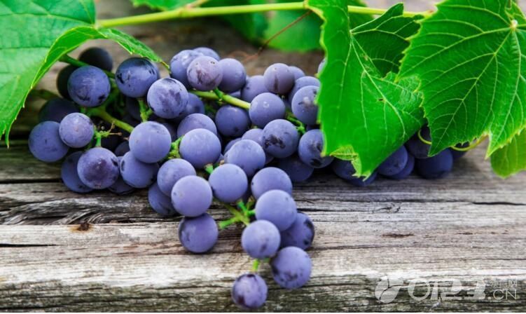 孕期为什么喜欢吃酸的食品? 孕妇吃什么酸的食