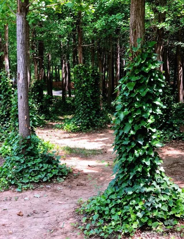 在抖音上怎样拍洛阳会火?