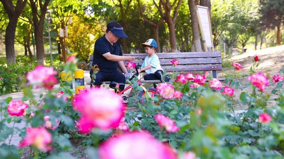 赏花无需远行!经开区这里近十万株月季陆续开放 赏花无需远行!经开区这里近十万株月季陆续开放