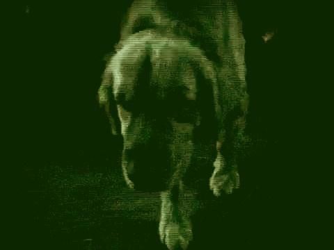 狗真的能看得见鬼吗?狗狗敏锐的感知器官来告