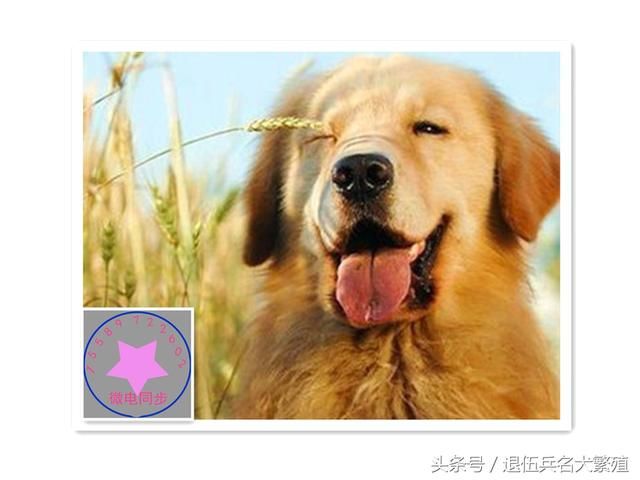 金毛犬好不好养?金毛犬是如何辨别出来自己的