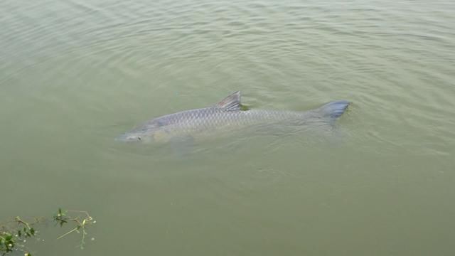 游钓中国钓手遭遇超级鱼王:重达150斤,6次被