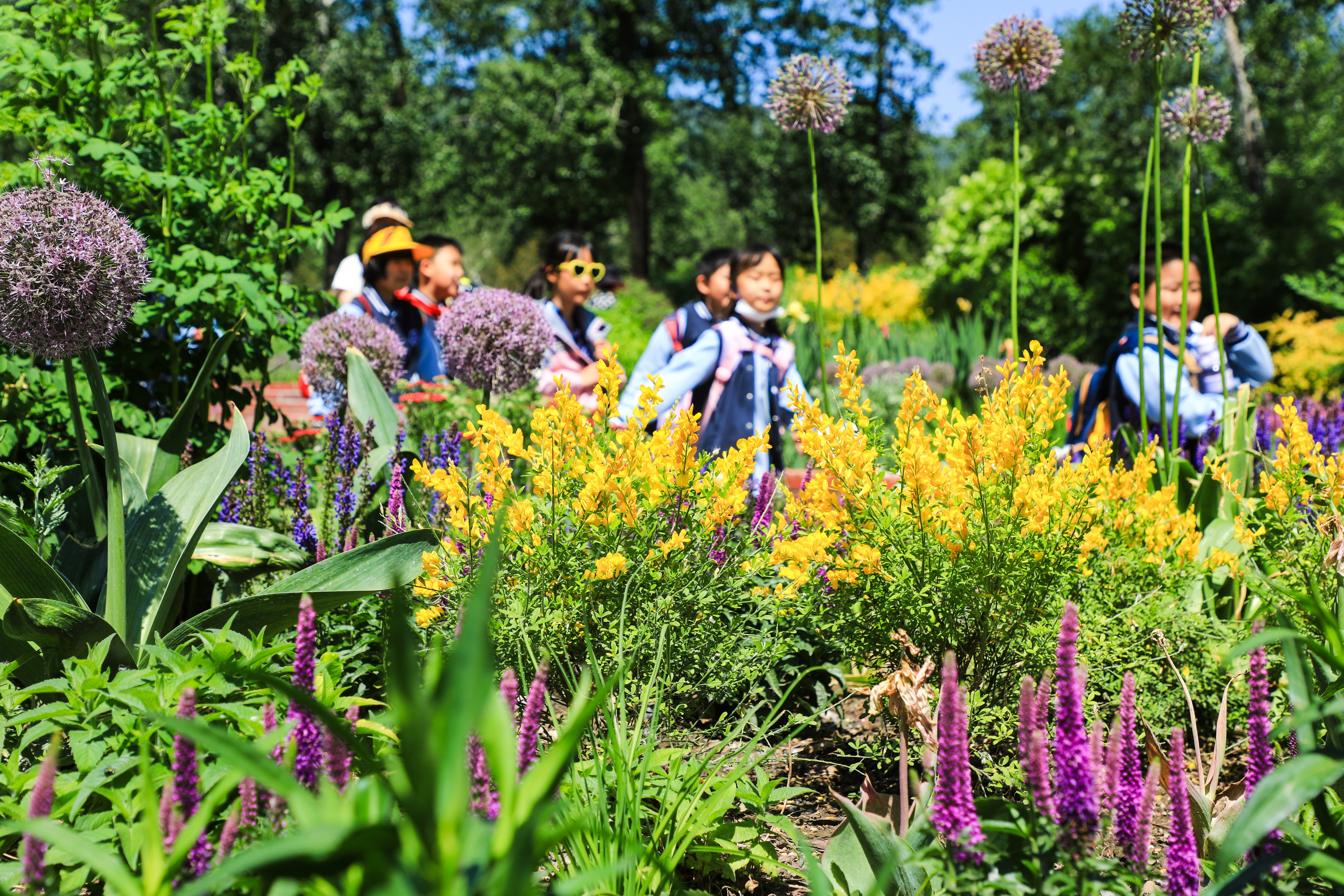 春末夏初国家植物园赏百花 春末夏初国家植物园赏百花