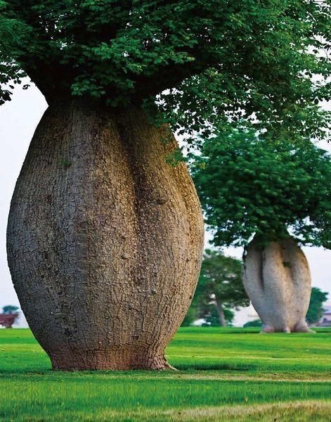 在荒漠探险中,贝爷看到这棵树肯定会乐坏的!