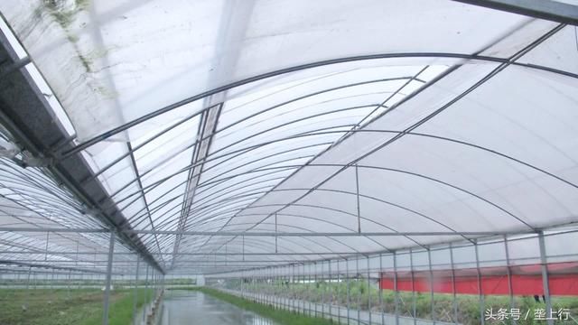 这个农村四季都有小龙虾上市了!大棚温室养殖