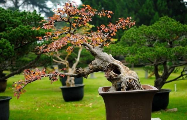 如何选一个理想的桩景树种来做个植物盆景?很简单,套用这6点
