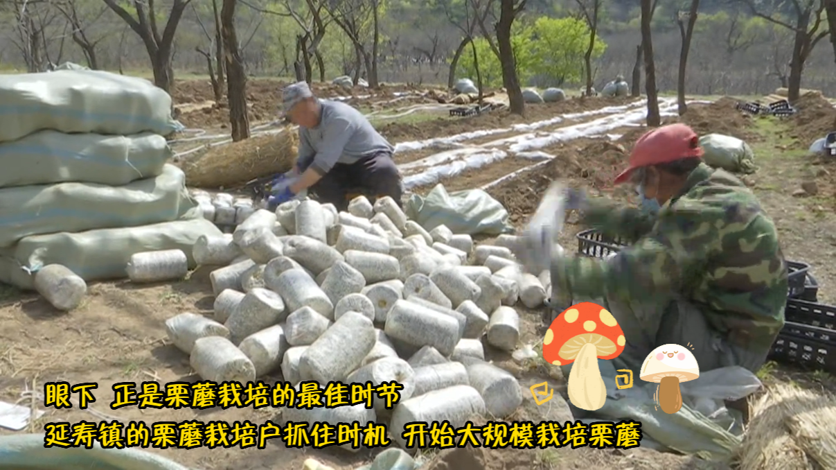 栗蘑栽培正当时 昌平区延寿镇预计今年产值突破2000万元_北京时间