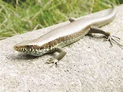 趣味:漳州出现一条长着四只脚的"狗母蛇"