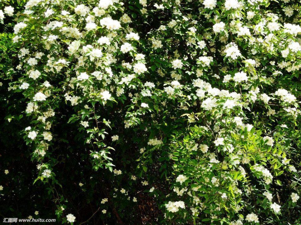 七里香阳台藤本白木香花苗,植物叶子近似椭圆,颜色深绿,非常赏心悦目