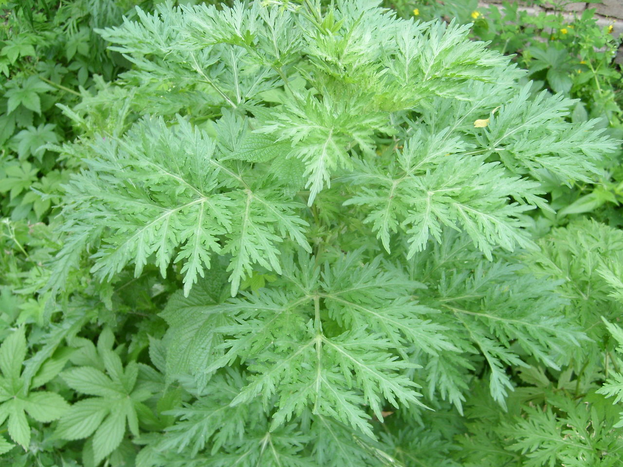 最不起眼"长寿菜",每天吃一点,润肺止咳,抗毒抗瘤,预防便秘