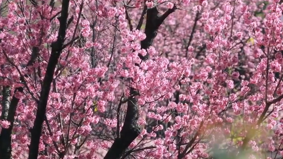 昆明的冬樱花开啦 冬日胜景你值得去看看 昆明的冬樱花开啦 冬日胜景你值得去看看