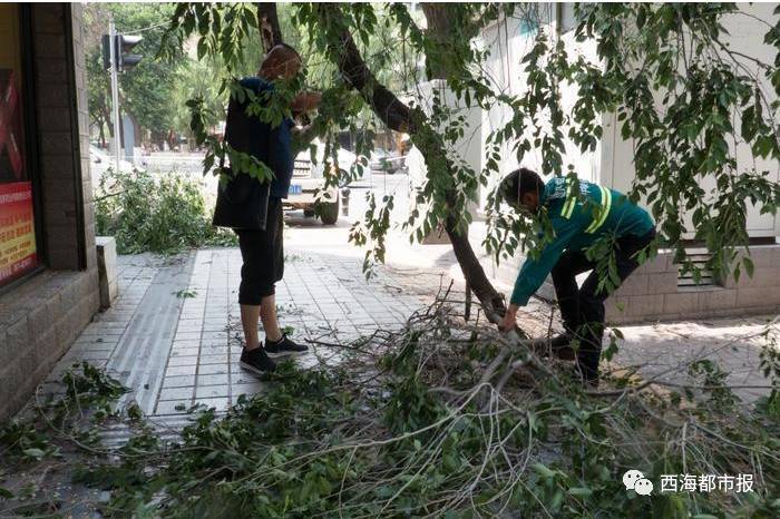 西宁街头一棵古榆树竟然热