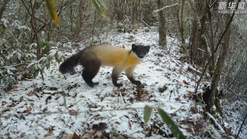 重庆城口：黄喉貂现身大巴山国家级自然保护区