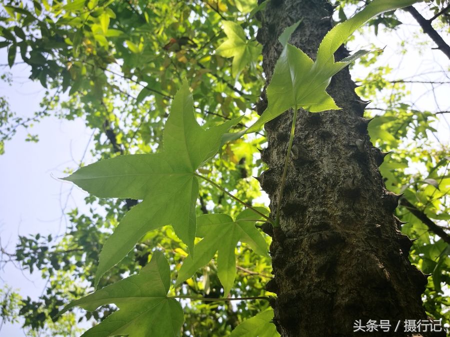 別名為鳥不宿,釘木樹,丁桐皮.