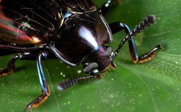 美国生物科学家暂时也不明白,甲虫是如何在烧伤后重新归巢,以及烧伤后
