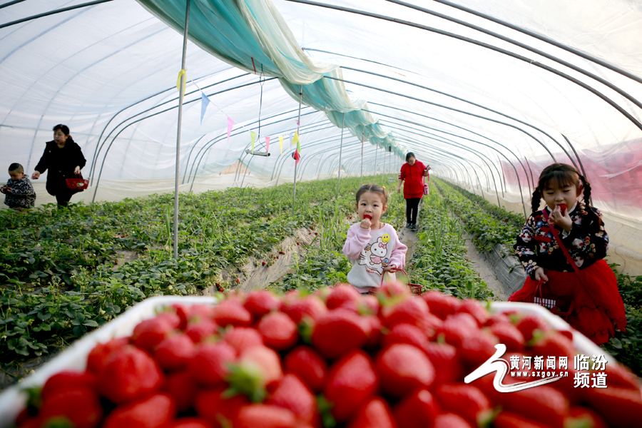 视觉临汾:段店乡和顺达音乐草莓园里亲子乐采摘