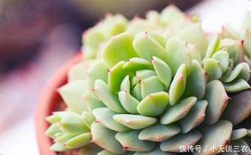 多肉植物多长时间浇一次水比较合适?来看看这