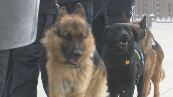 春运日记:我的春运岗位--汪汪特警队!