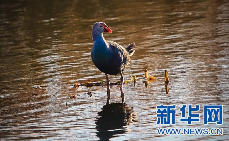 在大理洱海月湿地公园,一群美丽的蓝紫色水鸟格外抢镜.