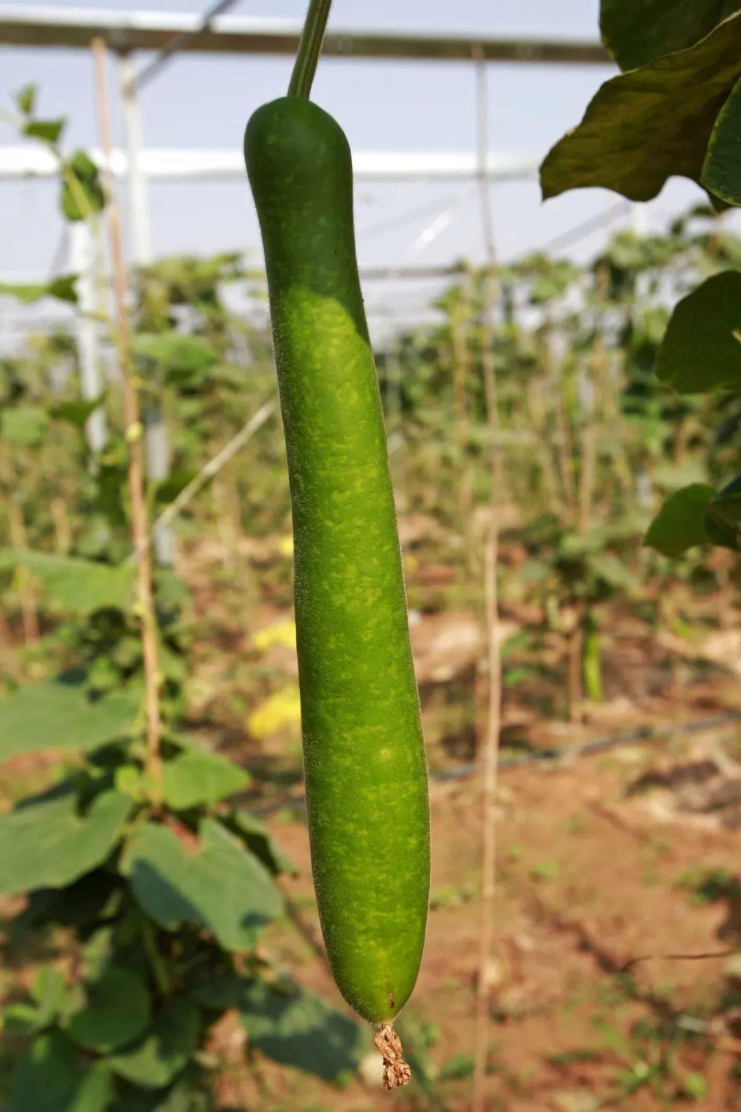 苦瓠子含有的毒素其毒性不亚于砒霜