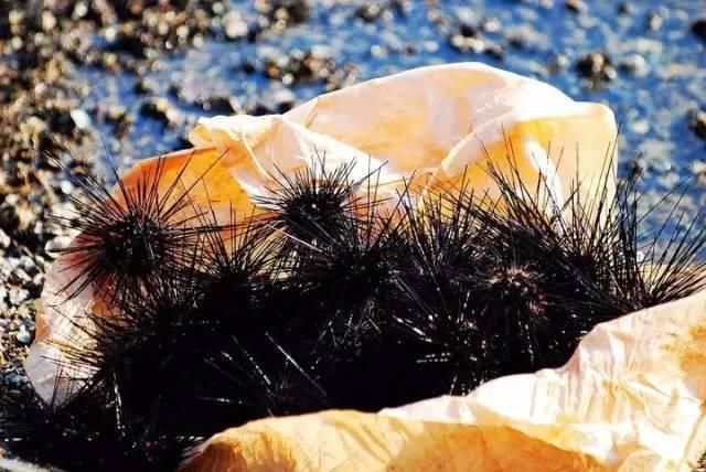 澳洲小龙虾,加拿大螃蟹,美国鲤鱼,中国吃货要救